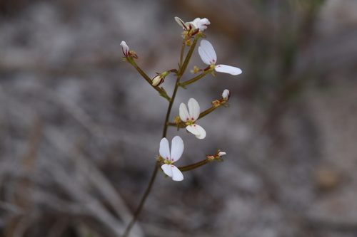 Stylidium rigidulum (Stylidium rigidulum)