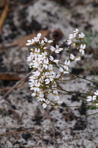 Stylidium rigidulum (Stylidium rigidulum)