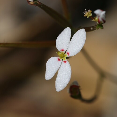 Stylidium rigidulum (Stylidium rigidulum)