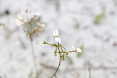 Stylidium rigidulum (Stylidium rigidulum)