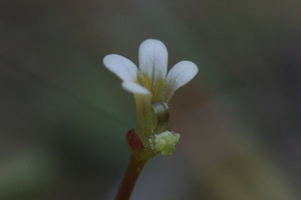Stylidium rotundifolium: Stylidium rotundifolium. Species of plant.