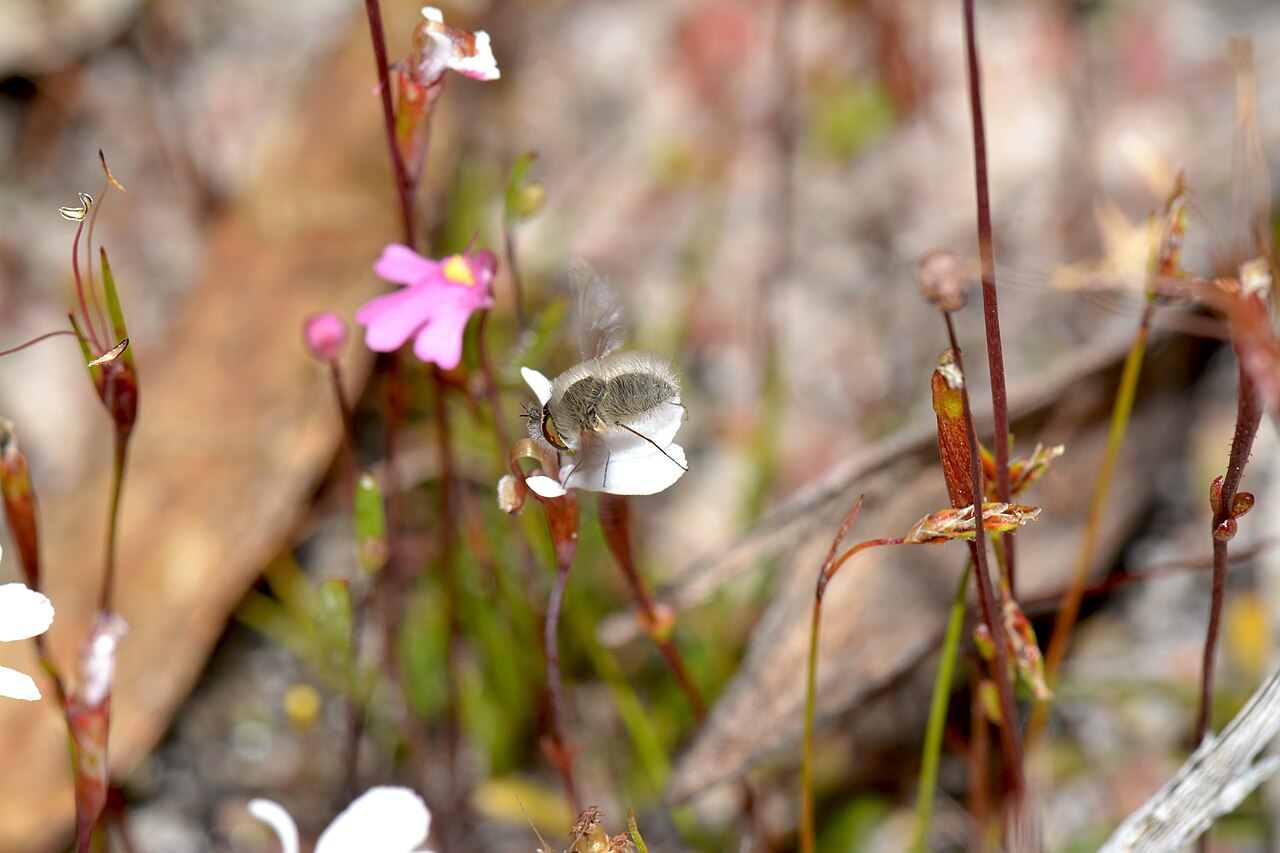 Stylidium rubricalyx: This small bee-flies hover while they feed but occasionally sit and have a rest. It is the only time their wings stop. Here it is hovering while feeding on nect