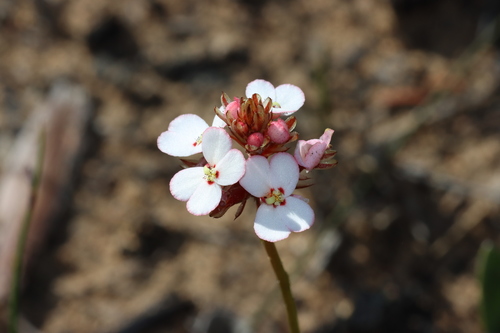 Stylidium scariosum (Stylidium scariosum)