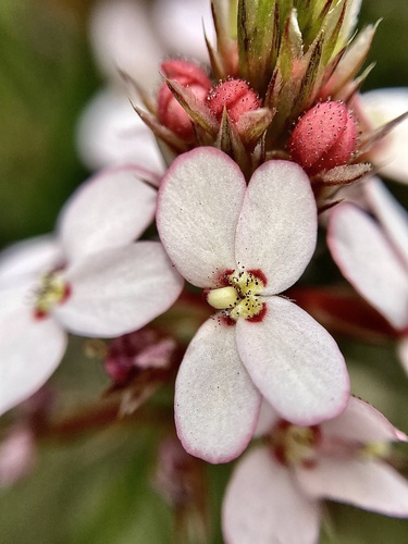 Stylidium scariosum (Stylidium scariosum)