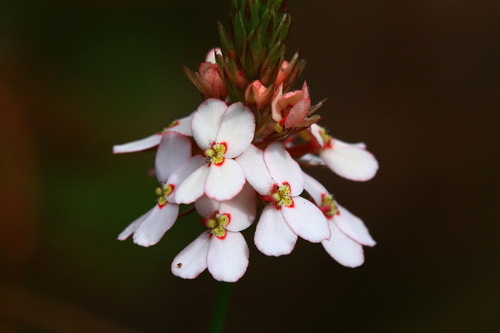 Stylidium scariosum (Stylidium scariosum)