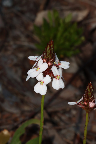 Stylidium scariosum (Stylidium scariosum)
