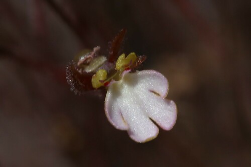 Stylidium schizanthum (Stylidium schizanthum)