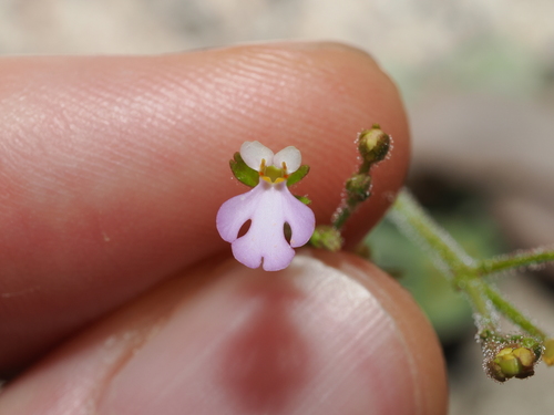 Stylidium schizanthum (Stylidium schizanthum)