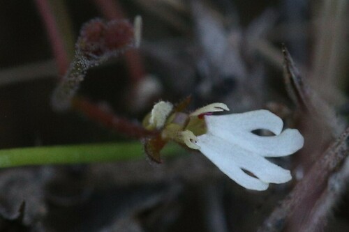 Stylidium schizanthum (Stylidium schizanthum)