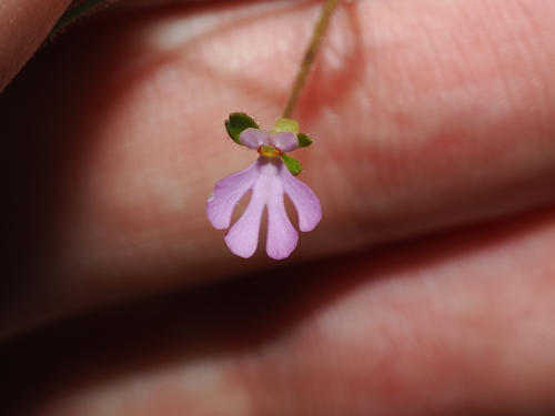 Stylidium schizanthum (Stylidium schizanthum)