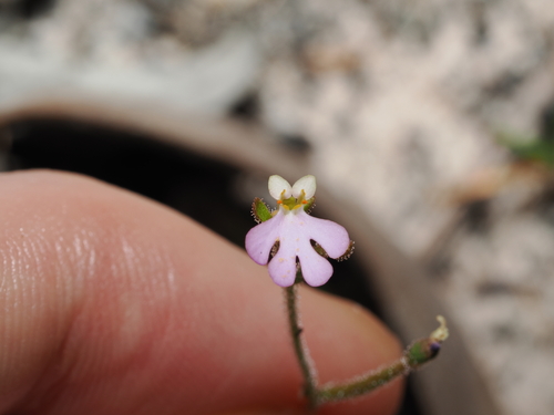Stylidium schizanthum (Stylidium schizanthum)