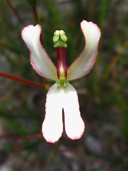 Cow kicks: Stylidium schoenoides flower showing the sticky pads on the modified floral column.