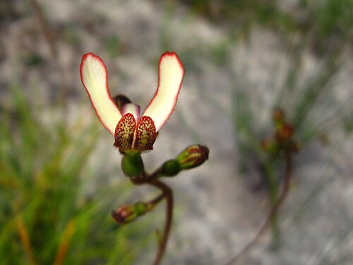 Cow kicks: Stylidium schoenoides