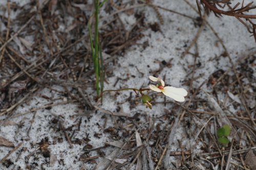 Cow kicks (Stylidium schoenoides)