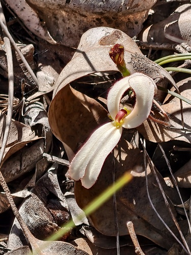 Cow kicks (Stylidium schoenoides)