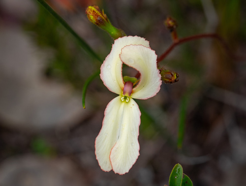 Cow kicks (Stylidium schoenoides)