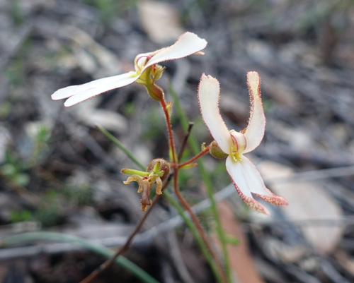 Cow kicks (Stylidium schoenoides)