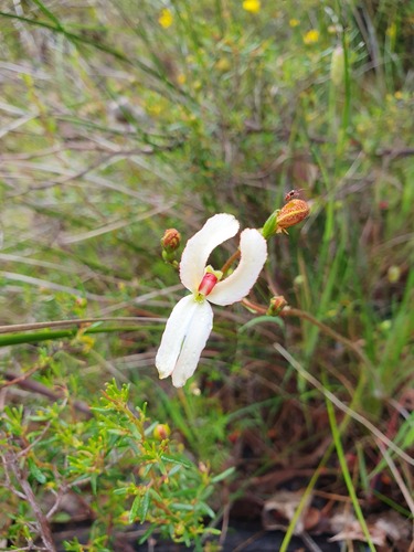 Cow kicks (Stylidium schoenoides)