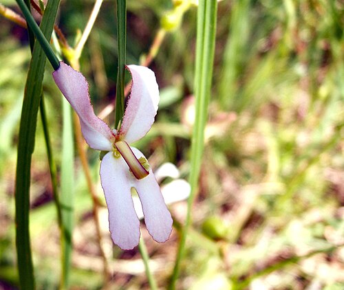 Cow kicks: Stylidium schoenoides