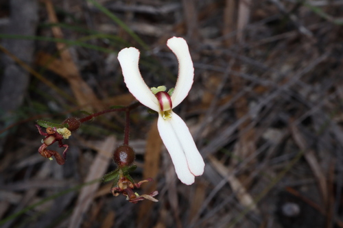 Cow kicks (Stylidium schoenoides)