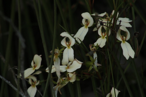Cow kicks (Stylidium schoenoides)