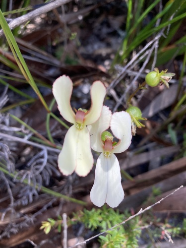 Cow kicks (Stylidium schoenoides)