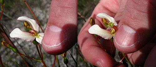 Cow kicks: Stylidium schoenoides
