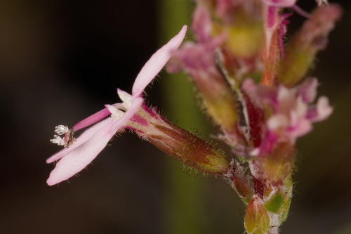 Stylidium semaphorum (Stylidium semaphorum)