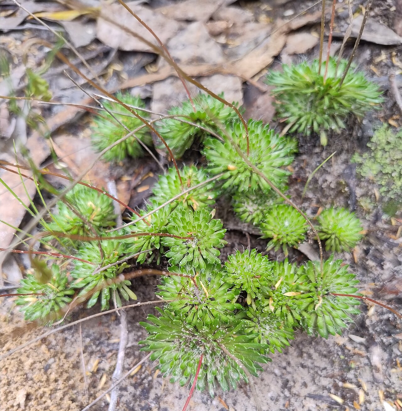 Stylidium soboliferum: Stylidium soboliferum rosette. Located near Mt Sturgeon.