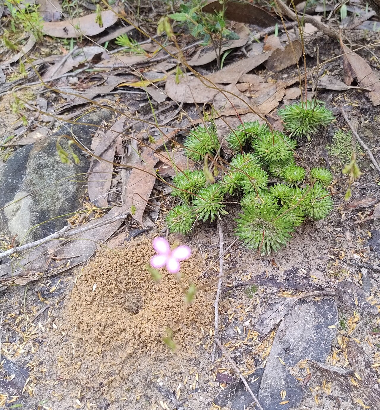 Stylidium soboliferum: Stylidium soboliferum next to a ants nest, Grampians National Park.