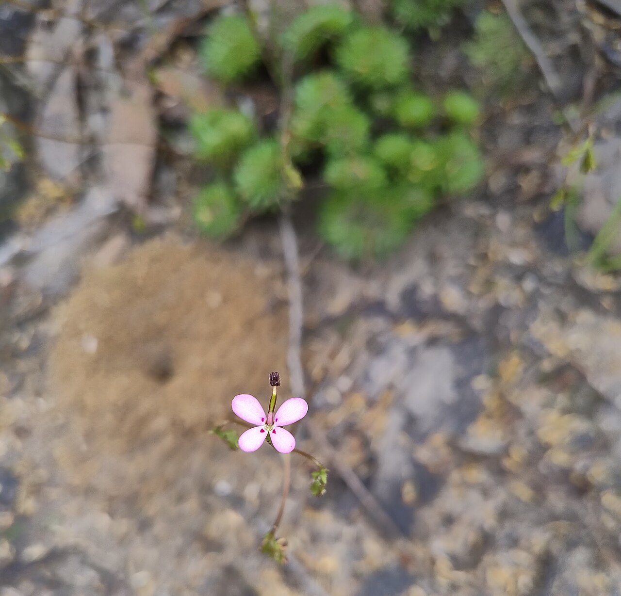 Stylidium soboliferum: The flower of Stylidium soboliferum in focus, with rosette in background. Located near Mount Sturgeon.