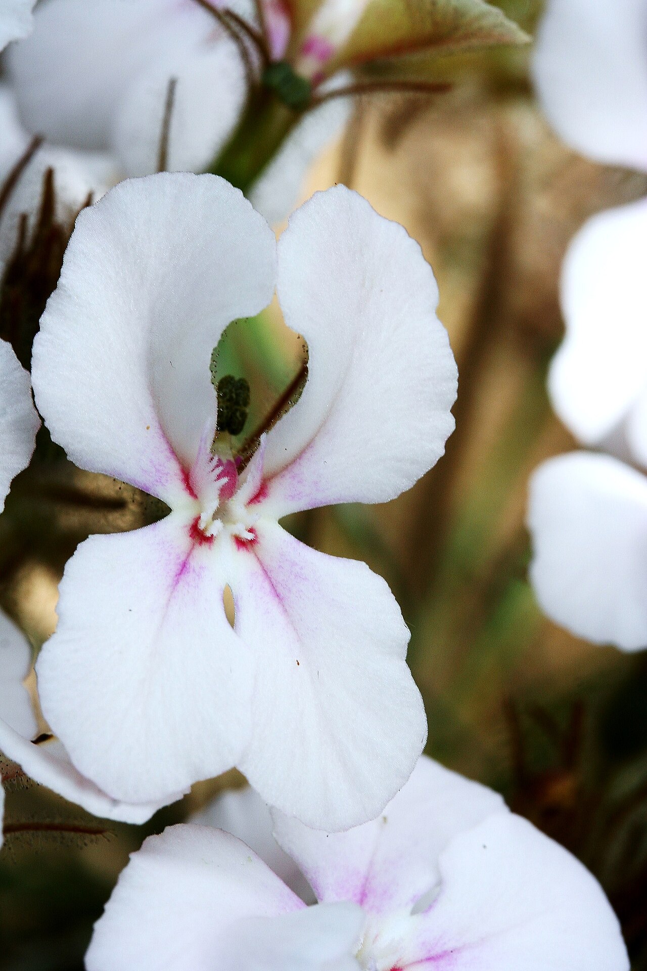 Stylidium stenosepalum: Stylidium stenosepalum A beautiful Stylidium previously thought to be S. leptocalyx. This species differs from S. leptocalyx in possessing white flowers with a