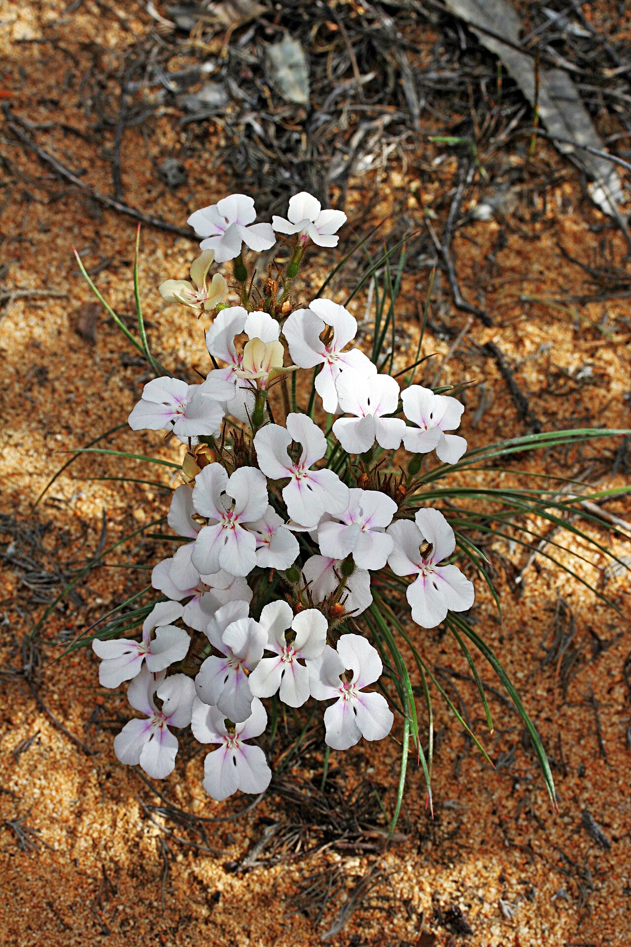 Stylidium stenosepalum: Stylidium stenosepalum