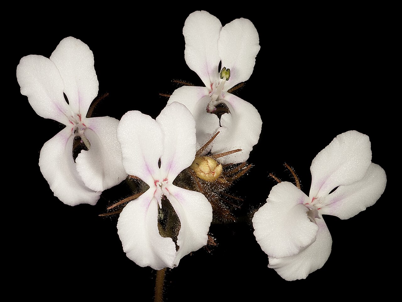 Stylidium stenosepalum: KRT4018