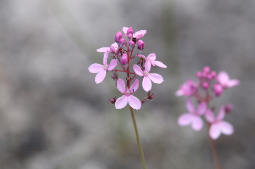 Stylidium tenue (Stylidium tenue)