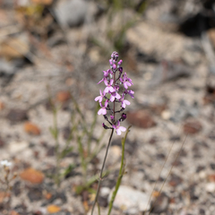 Stylidium tenue (Stylidium tenue)