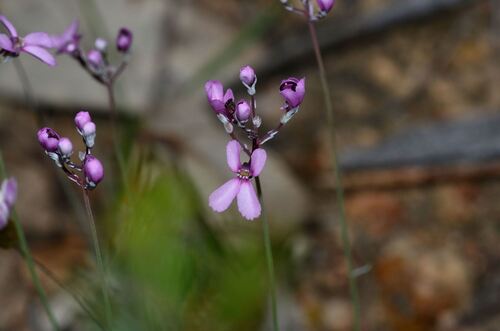 Stylidium tenue (Stylidium tenue)