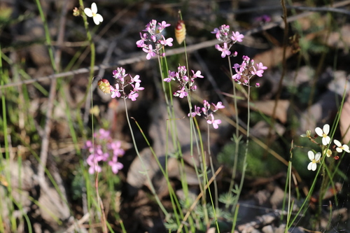 Stylidium tenue (Stylidium tenue)