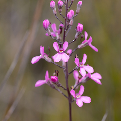 Stylidium tenue (Stylidium tenue)