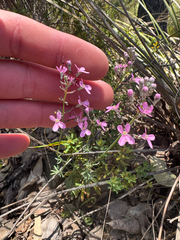 Stylidium tenue (Stylidium tenue)