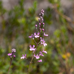Stylidium tenue (Stylidium tenue)