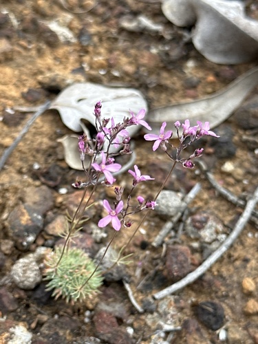 Stylidium tenue (Stylidium tenue)