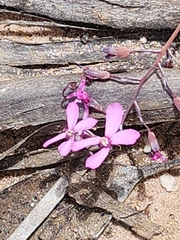 Stylidium tenue (Stylidium tenue)