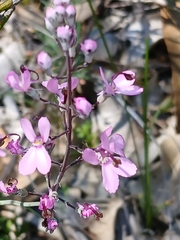 Stylidium tenue (Stylidium tenue)