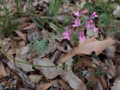 Stylidium tenue (Stylidium tenue)