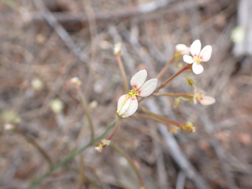 Stylidium tenuicarpum (Stylidium tenuicarpum)