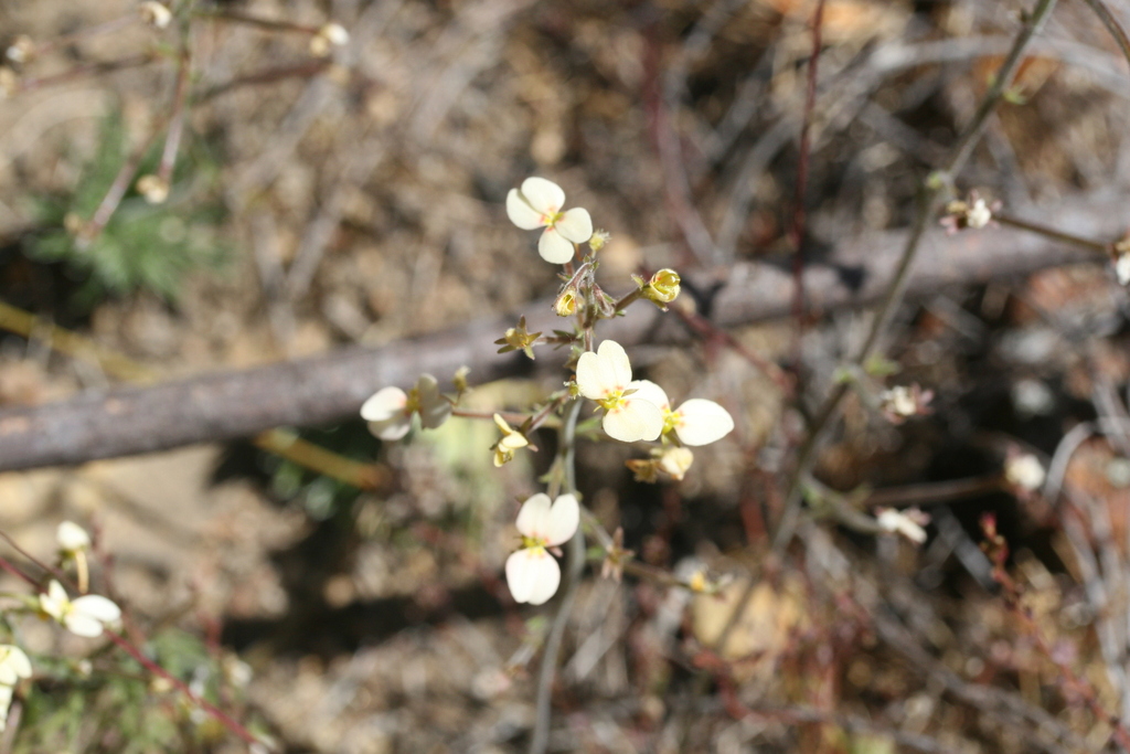 Stylidium tenuicarpum (Stylidium tenuicarpum)
