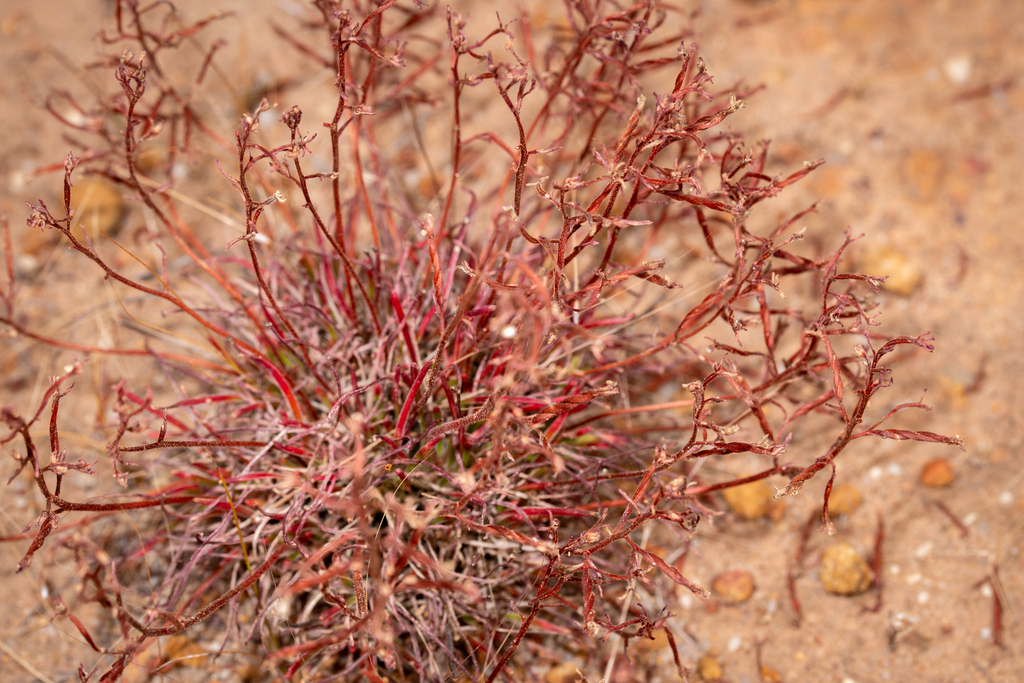 Stylidium torticarpum (Stylidium torticarpum)