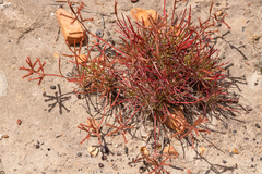 Stylidium torticarpum (Stylidium torticarpum)