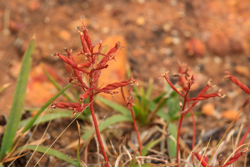 Stylidium torticarpum (Stylidium torticarpum)